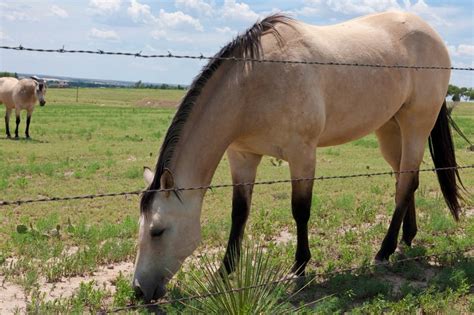 Palomino Horse: All You Need to Know About This Golden Horse