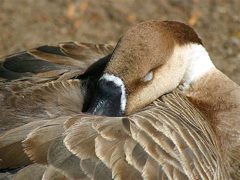 Free picture: big, beautiful, goose, geese, feathers