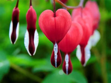 Bleeding Heart is a Beautiful Heart Shaped Flower - Seriously Flowers