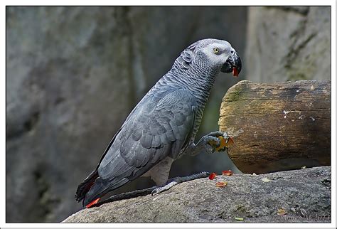 Loro Gris Africano (Psittacus Erithacus) | Jaime Robles | Flickr