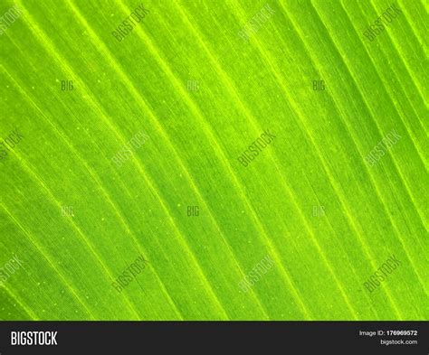 Texture Banana Leaf Image & Photo (Free Trial) | Bigstock