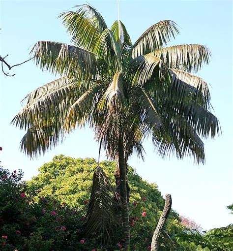 How to Grow the Kentia Palm Tree (Howea forsteriana)