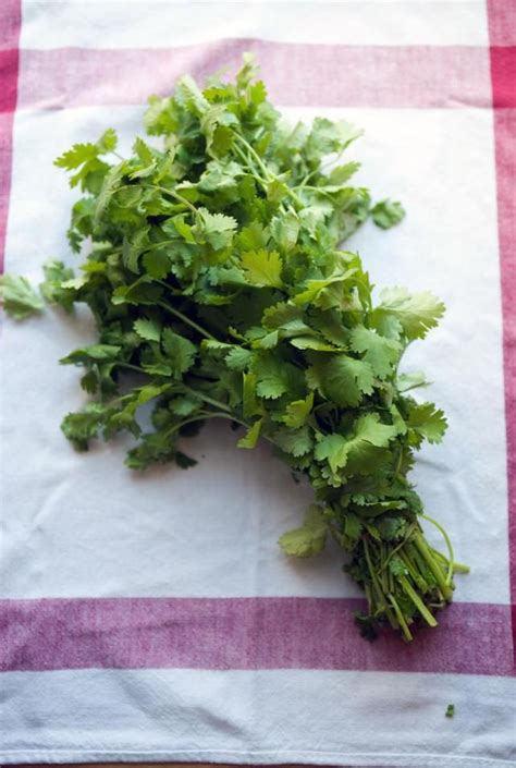 One of the most versatile herbs used in Middle Eastern cooking is ...