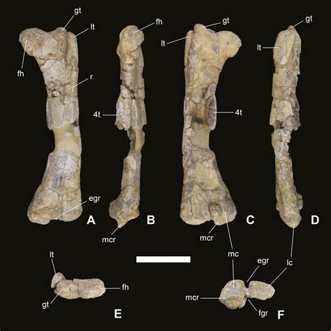 Species New to Science: [Paleontology • 2023] Oblitosaurus bunnueli • The Largest ornithopod ...