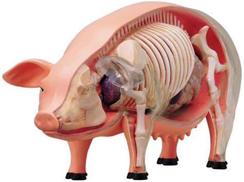 Build your own Skeleton Pig and give your home a creepy horror decor! This exceptionally ...