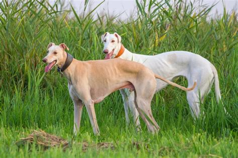 Long Nose Dog: 15 Dog Breeds With Long Snouts (With Pictures)