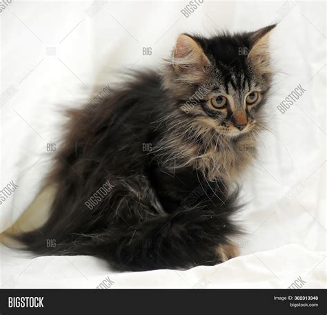 Cute Fluffy Brown Image & Photo (Free Trial) | Bigstock