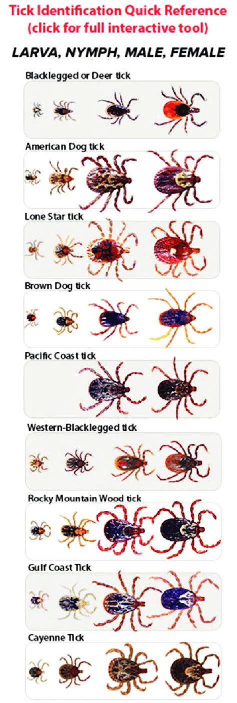 Michigan Tick Identification Chart