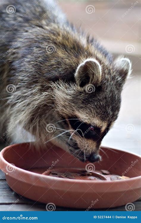 Raccoon Eating Stock Images - Image: 5227444