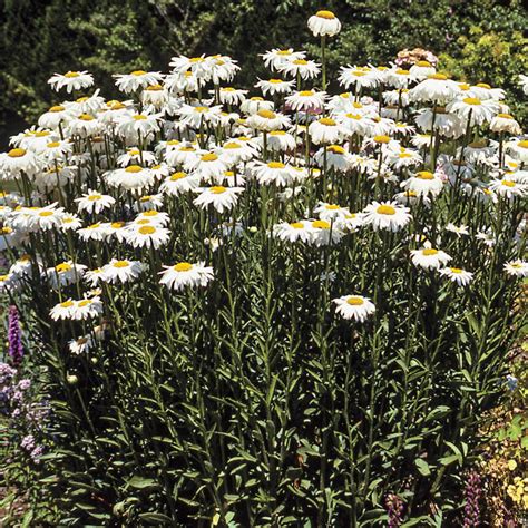 Shasta Daisy Varieties | ubicaciondepersonas.cdmx.gob.mx