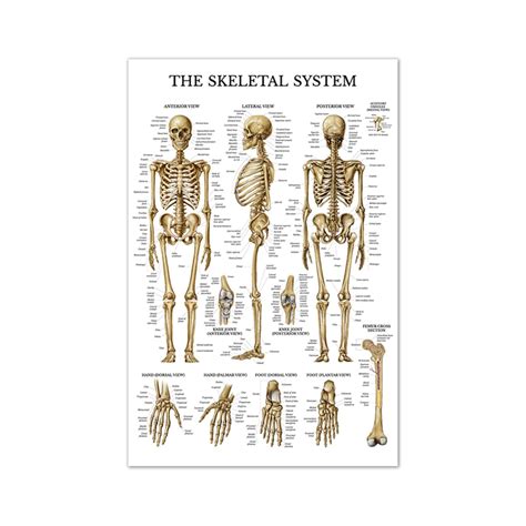 Buy Human Skeleton Anatomy Skeletal System Chart Wall Art Body ...