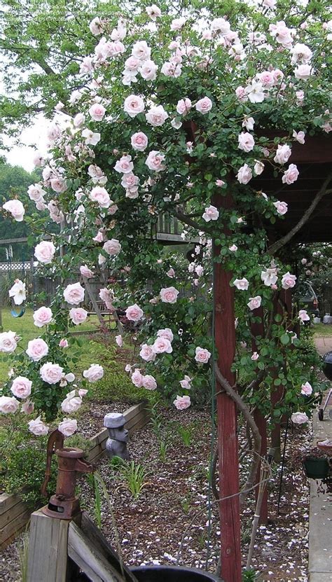 PlantFiles Pictures: Hybrid Wichurana, Large-flowered Climbing Rose ...