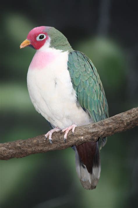 Jambu Fruit Dove | Animals Library