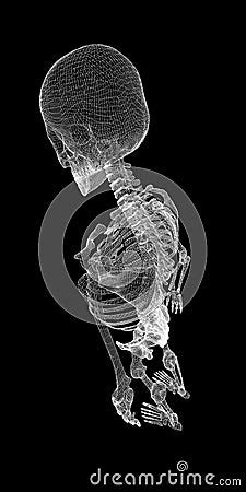 Human Body, Skeleton Stock Photography | CartoonDealer.com #46643840