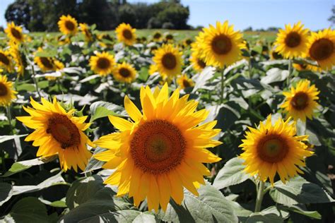 Sunflower Print Kansas State Flower Grinter Farm | Etsy