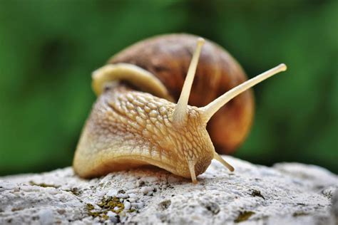 50 Cool Snail Facts That You Didn't Know Until Now