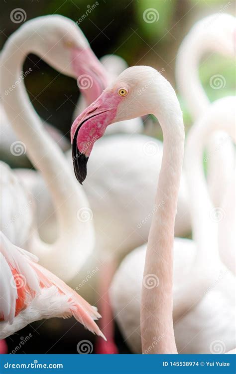 Pink Flamingo-close up stock photo. Image of birds, flamingo - 145538974