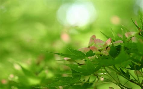 beautiful wallpaper: beautiful pictures of green nature, natural images ...