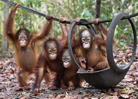 Baby orangutans cuddle after escaping from Indonesian forest fires | Baby orangutan, Orangutan ...