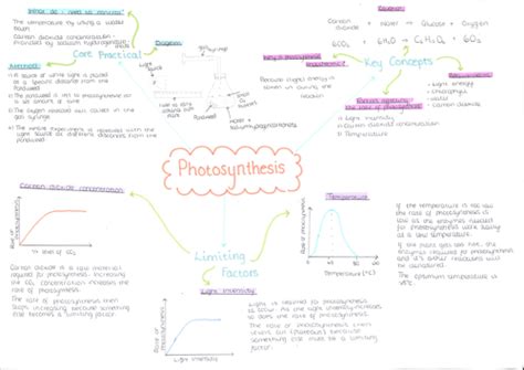 Photosynthesis mind map | Teaching Resources