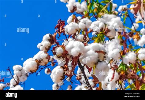 Fluffy white plant hi-res stock photography and images - Alamy