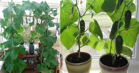 Everything About Growing Cucumbers Indoors | Indoor Garden Web