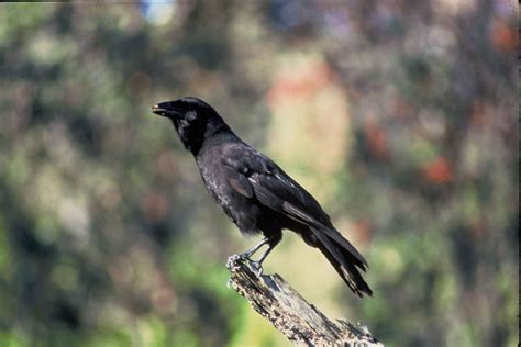 Free picture: hawaiian, crow, black, bird