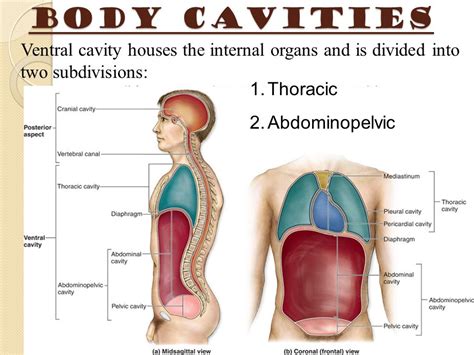 Ventral Cavity Definition And Function Biology Dictionary | atelier ...