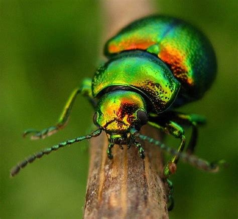 Metallic Green Beetle | Green beetle, Beetle, Patterns in nature