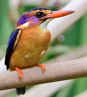 African Pygmy Kingfisher