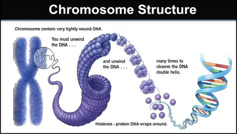 Chromosome Structure: Describe the structure of a chromosome