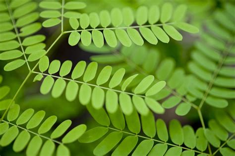 Free Image of Green Leaves | Freebie.Photography