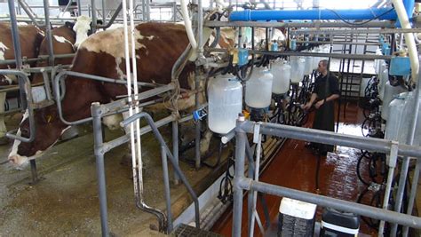 Dairy Cows In Automated Milking Parlor. Modern Dairy Farm Equipment. HD1080p. Stock Footage ...