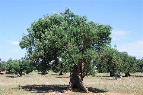 The Olive Tree Symbolism - Bible Truths Revealed