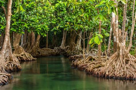 Community Biodiversity Monitoring of the Lagoon System of Alvarado ...