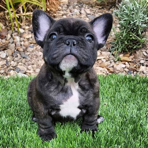 The 25+ best Brindle french bulldog ideas on Pinterest | French bulldog ...