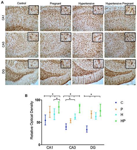 GFAP immunohistochemistry. Images (scale bar 50 μm) with enlarged area... | Download Scientific ...