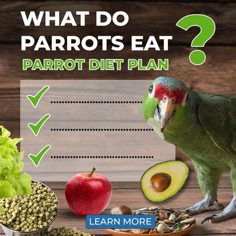 What Do Parrots Eat - Parrot Diet Plan - Parrot Essentials