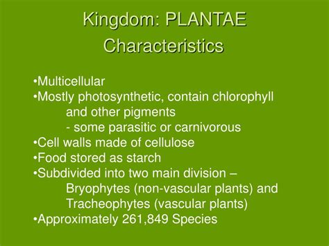 PPT - KINGDOM PLANTAE PowerPoint Presentation, free download - ID:226619