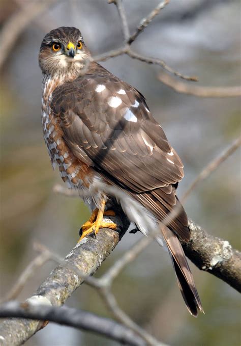 Sharp Shinned Hawk Facts, Habitat, Diet, Call, Images