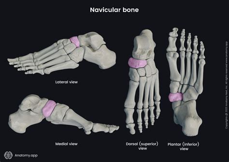 Navicular bone | Encyclopedia | Anatomy.app | Learn anatomy | 3D models, articles, and quizzes