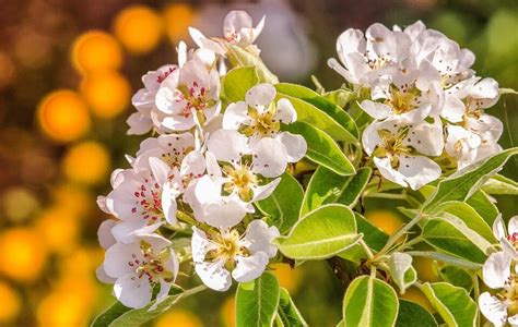 Just like apples, pears are predominantly self-sterile and need to be paired with a pollination ...