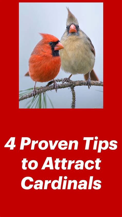 How To Attract Birds, How To Attract Hummingbirds, Backyard Birds Feeders, Wild Bird Feeders ...