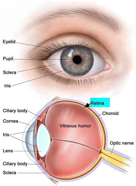 Retinoblastoma Gene - Causes, Symptoms, Prognosis, Treatment