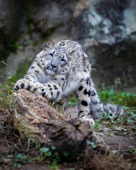 Daily snow leopards - Day 705 : r/snowleopards