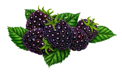 Free Black Berries Cliparts, Download Free Black Berries Cliparts png ...