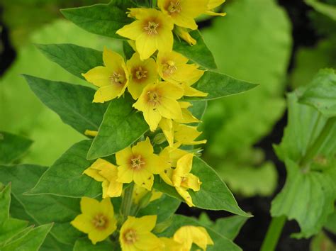 Lysimachia punctata - Merebrook Pond Plants