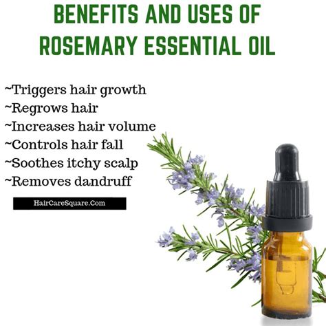 How To Use Rosemary Essential Oil For Hair Growth & Hair Loss? Why It ...