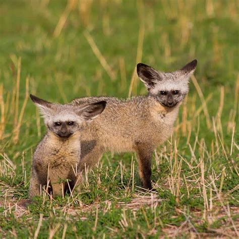 Animal life in Serengeti National Park - Information about predators ...