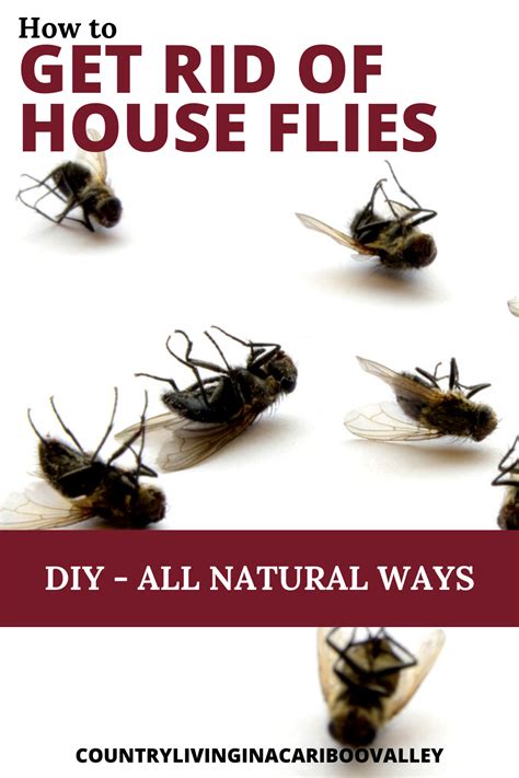 Get Rid of House Flies - Natural Ways to Kill Flies without Chemicals | Fly repellant diy, Get ...